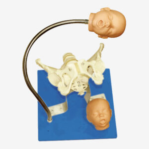 Pelvis-With-Fetal-Head-Model - HospitalPicks