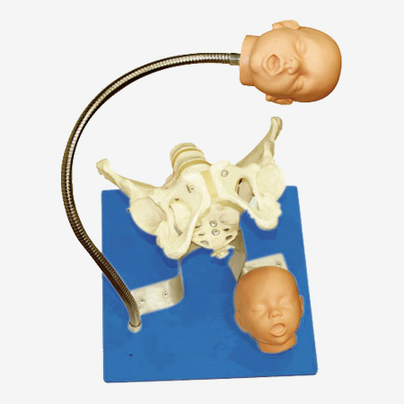 Pelvis-With-Fetal-Head-Model - HospitalPicks