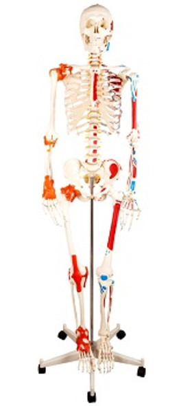 Disassembled Skeleton