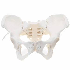 Female Pelvis