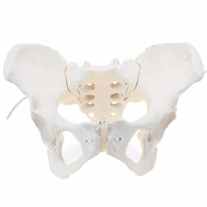 Female Pelvis