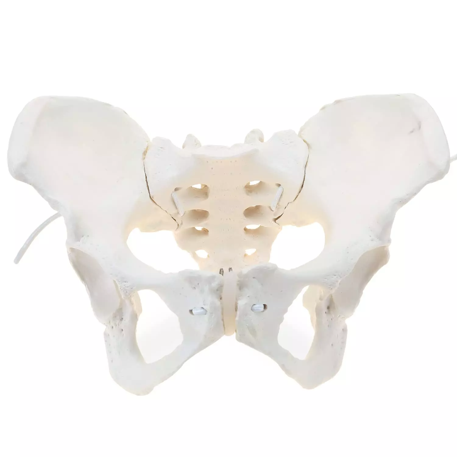 Female Pelvis