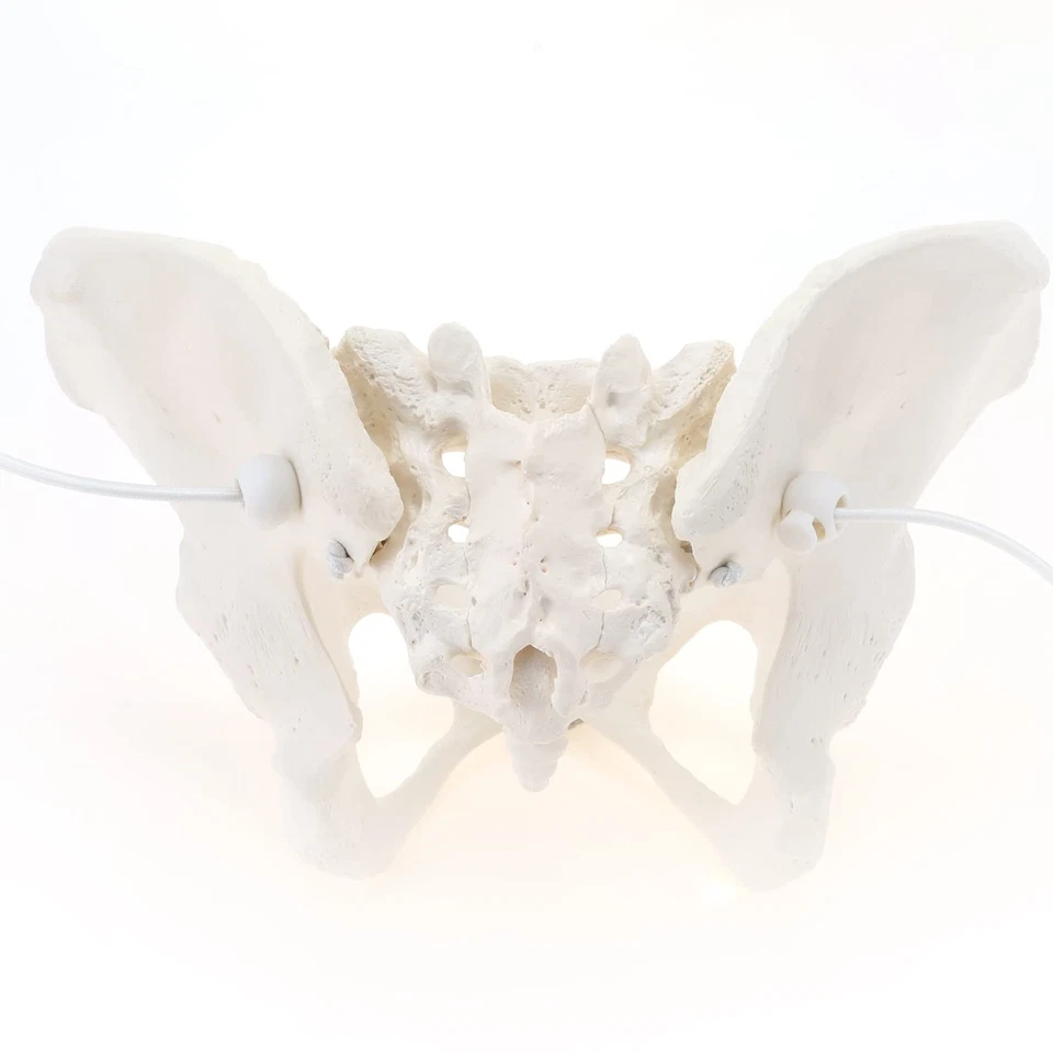Female Pelvis