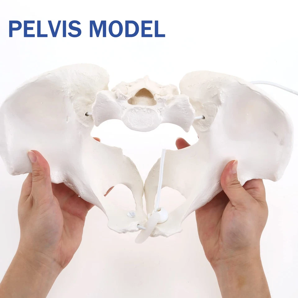 Female Pelvis