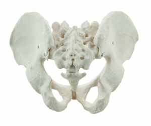 male_pelvis