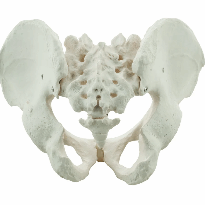 male_pelvis