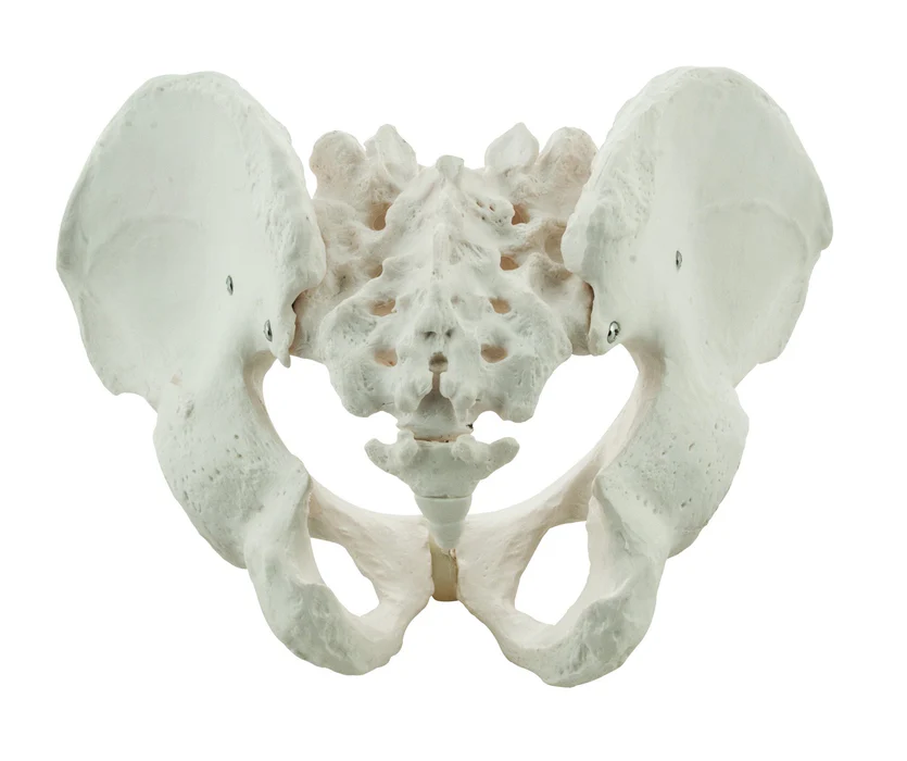 male_pelvis