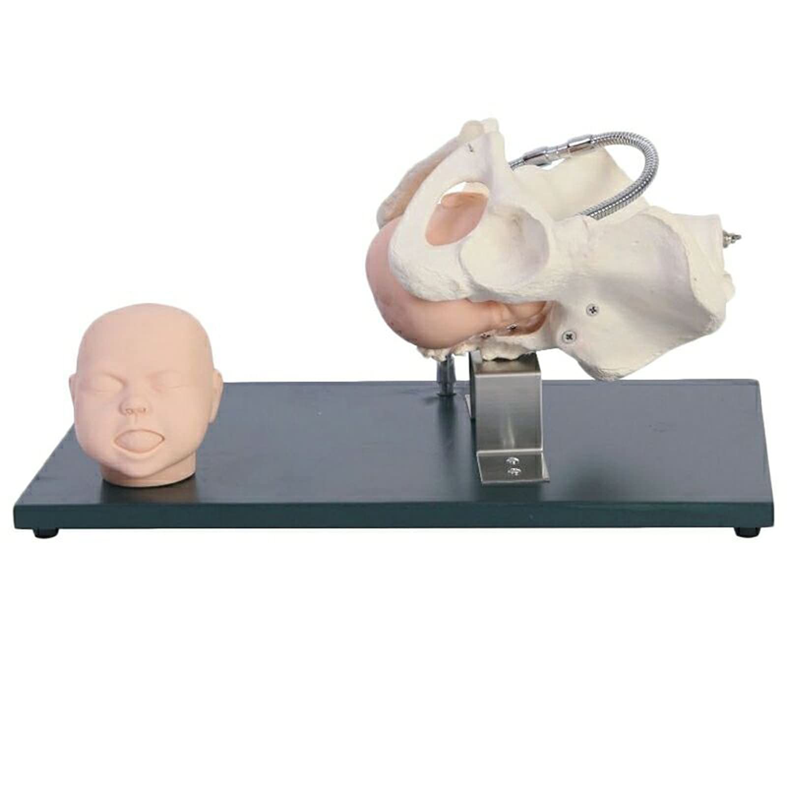 Pelvis-With-Fetal-Head-Model - HospitalPicks