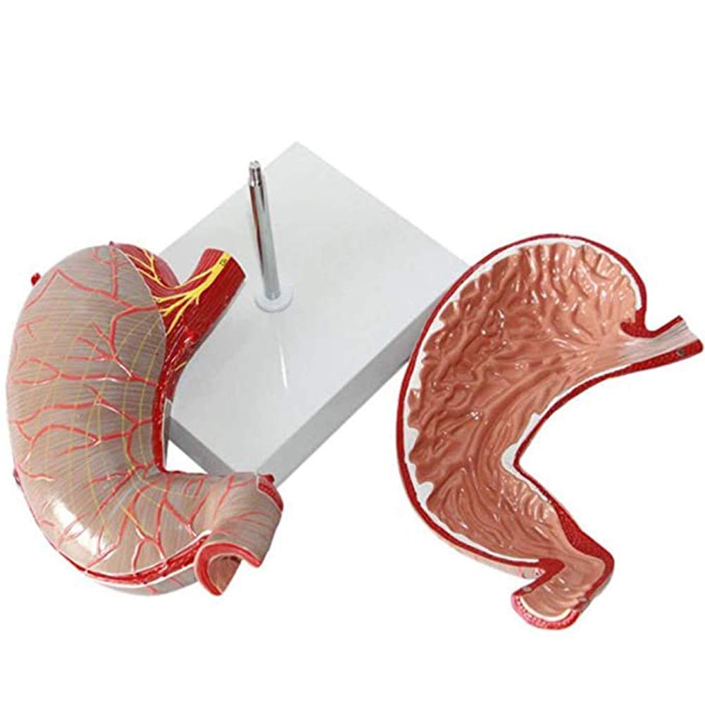Stomach Model