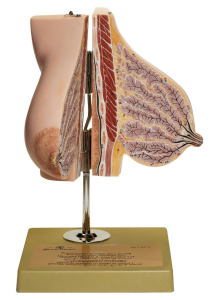 mammary_gland_lactation