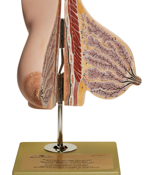 mammary_gland_lactation