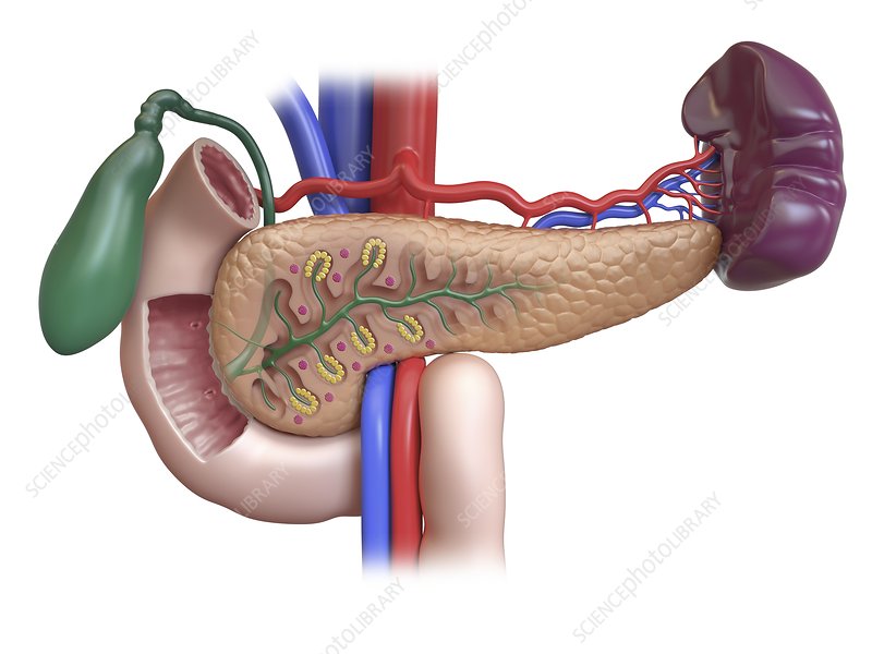 pancreas_duodenum