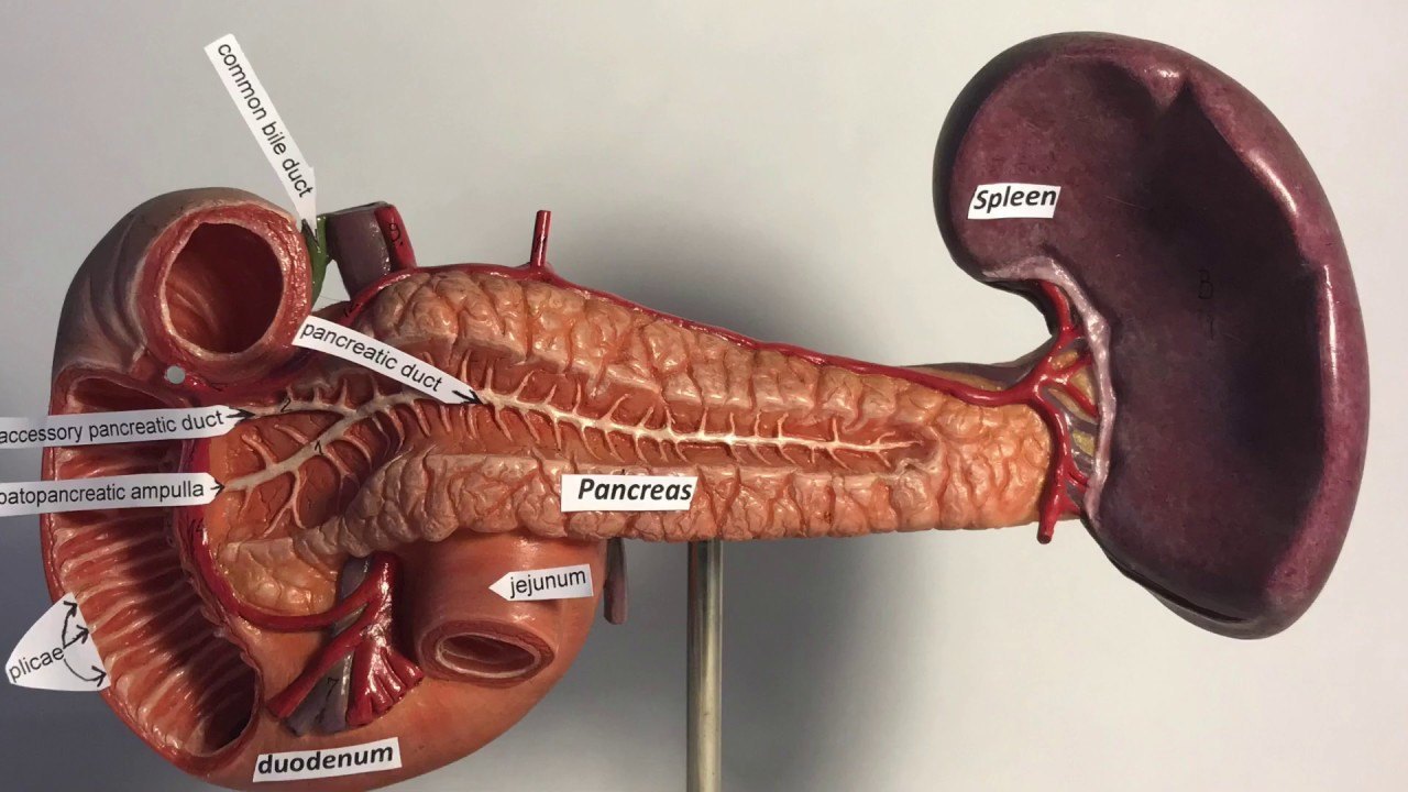 pancreas_duodenum