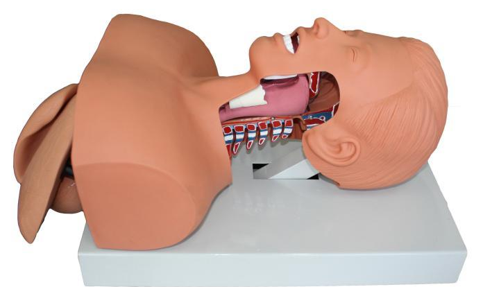 Airway intubation training simulator 005