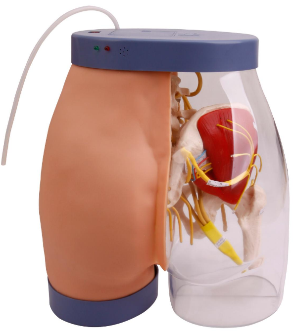 Buttocks intramuscular injection and contrastive simulator