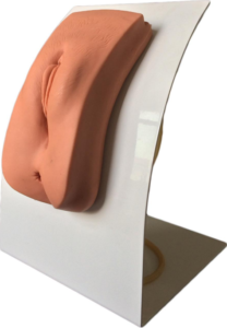 Female catheterization model