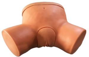 Female catheterization simulator