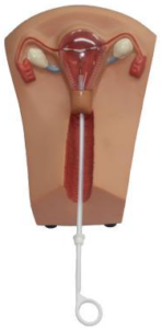 Iud training model