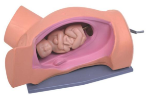 Leopold-maneuver-simulator