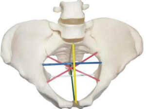 Pelvimetry demonstration model