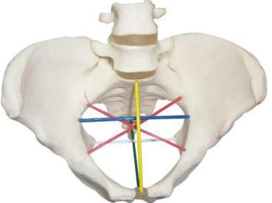 Pelvimetry demonstration model
