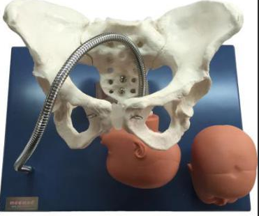 Pelvis with fetal heads model