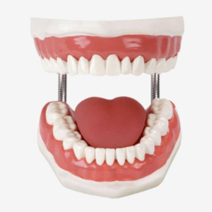 Teeth care model