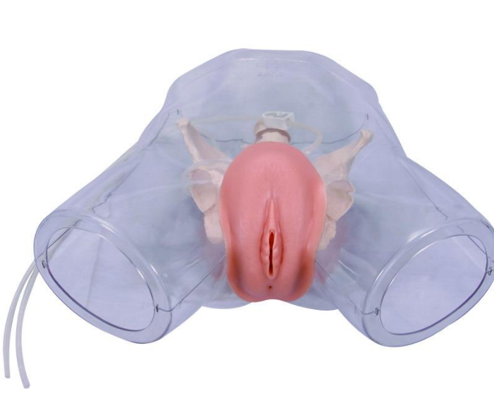 Transparent female catheterization simulator