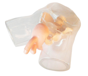 Transparent male catheterization simulator