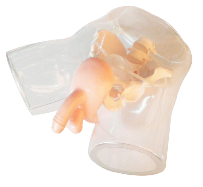 Transparent male catheterization simulator