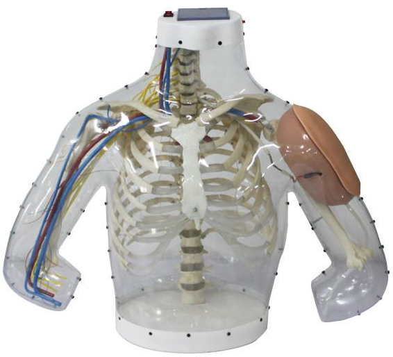 Upper arm intramuscular injection and contrastive simulator